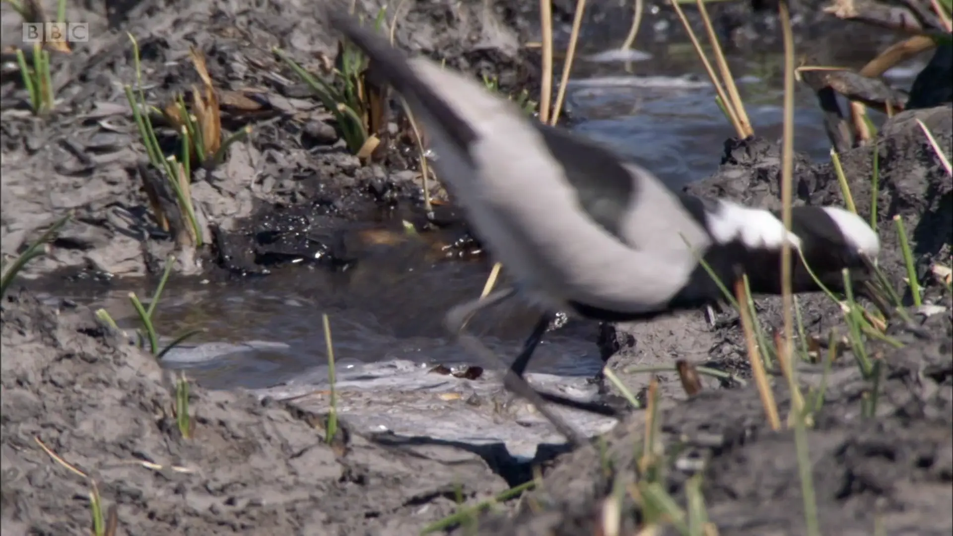 Blacksmith lapwing (Vanellus armatus) as shown in Planet Earth - From Pole to Pole